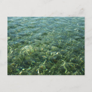 Postal Agua sobre hierba marina I Naturaleza del Caribe