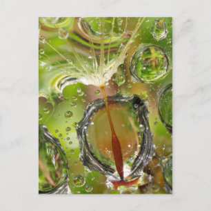Postal Agua sobre semillas de león, CA