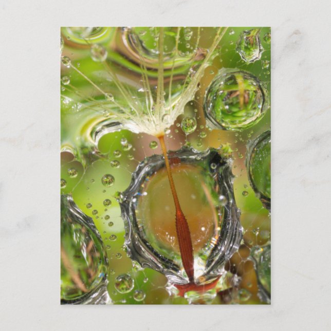 Postal Agua sobre semillas de león, CA (Anverso)