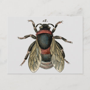 Postal Aguafuerte zoológica clásica de una abeja del