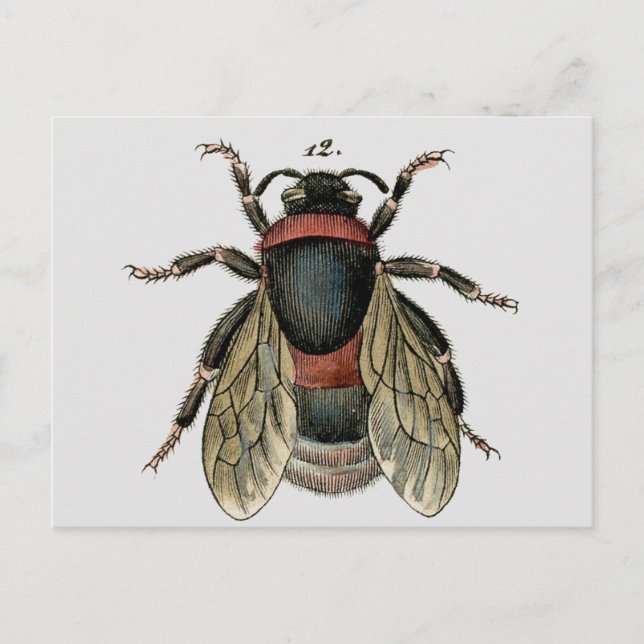 Postal Aguafuerte zoológica clásica de una abeja del (Anverso)