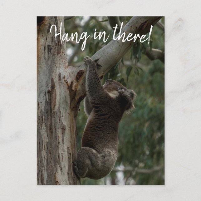 Postal ¡Aguanta! Australia Koala Cute (Anverso)