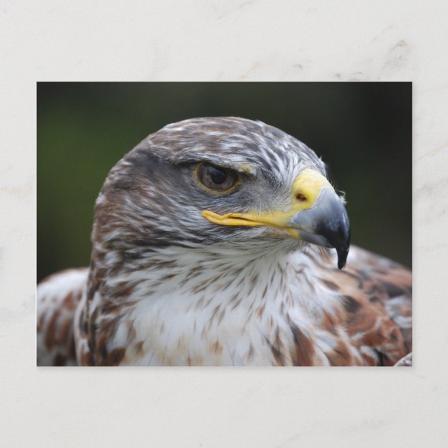 Postal Águila (Anverso)