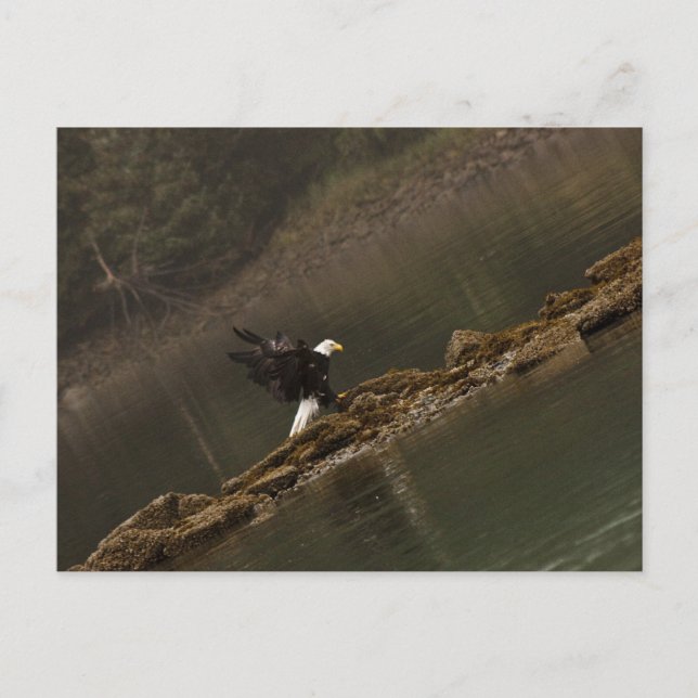 Postal Águila (Anverso)