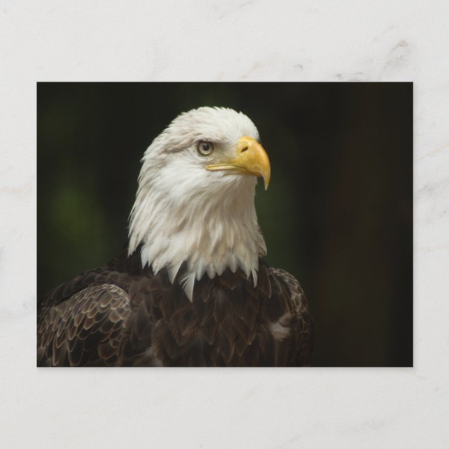 Postal Águila (Anverso)