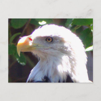 Postal Águila
