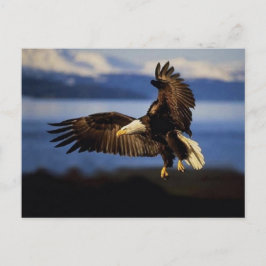 Postal águila 38