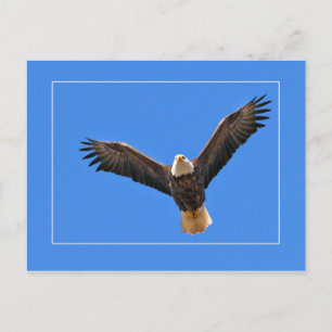 Postal Águila americana