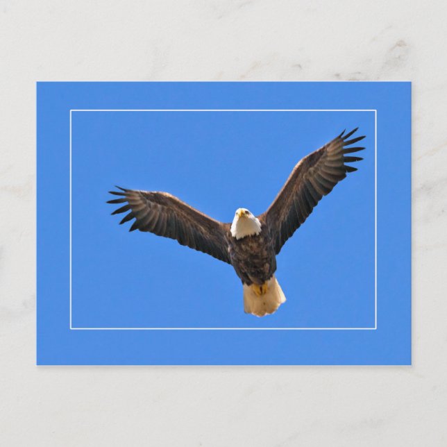 Postal Águila americana (Anverso)