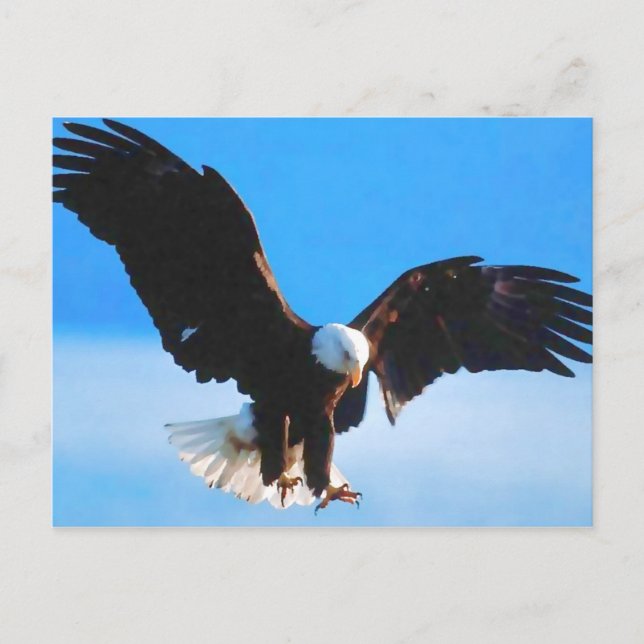 Postal Águila americana calva (Anverso)