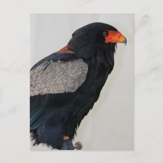 Postal Águila bateleur (Anverso)