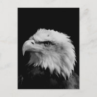 Águila blanca y negra