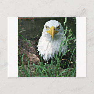 Postal águila calva