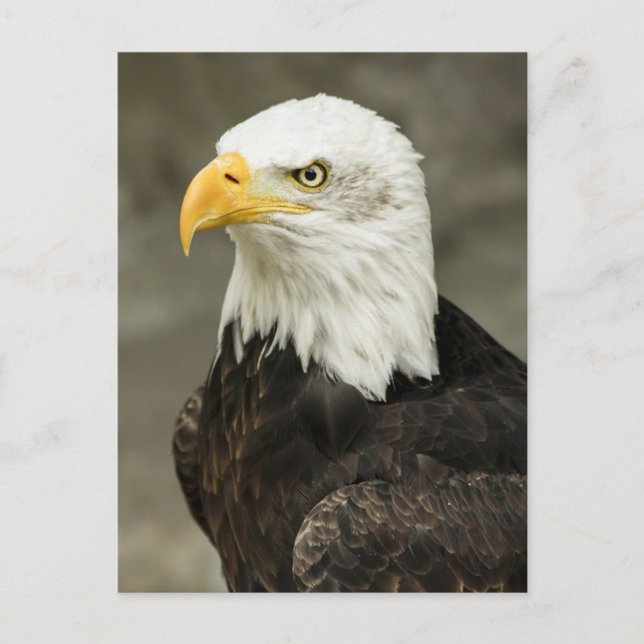 Postal Águila calva (Anverso)