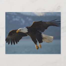 Postal Águila calva