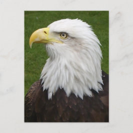 Postal Águila calva
