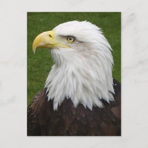 Postal Águila calva