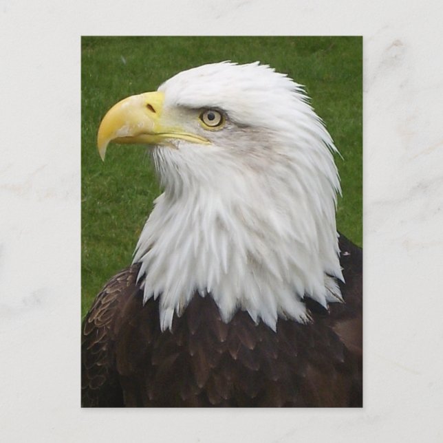 Postal Águila calva (Anverso)