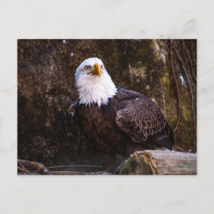 Postal Águila calva
