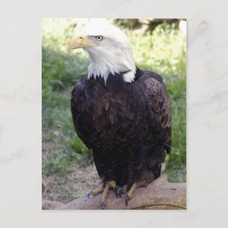 Postal águila calva4x6
