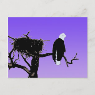 Postal Águila calva al atardecer - Original Arte de Vida