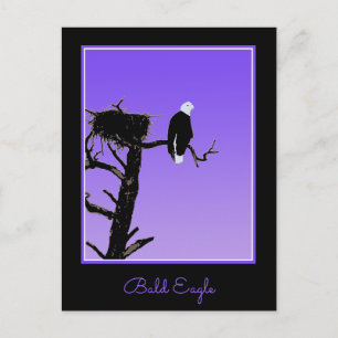 Postal Águila calva al atardecer - Original Arte de Vida 