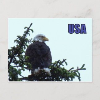 Postal Águila calva americana