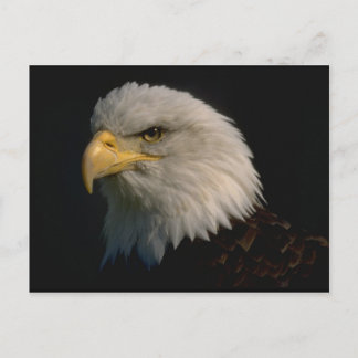 Postal Águila calva americana