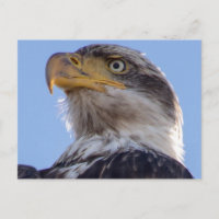 Águila calva americana