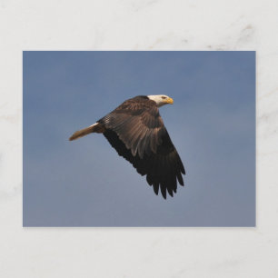 Postal Águila calva americana