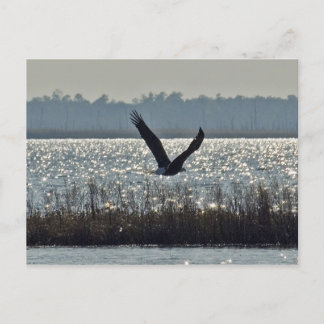 Postal Águila calva americana