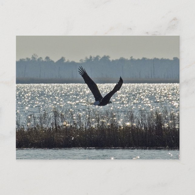 Postal Águila calva americana (Anverso)