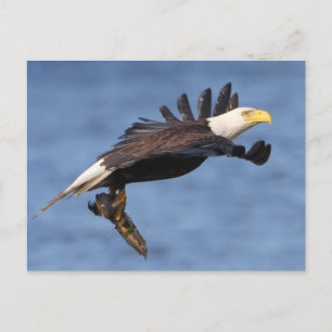 Postal Águila calva americana