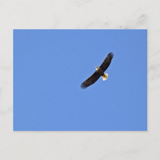 Postal Águila calva americana