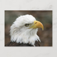 Águila calva americana 2