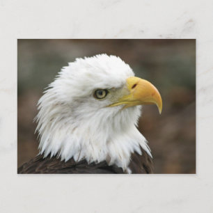 Postal Águila calva americana 2