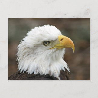 Postal Águila calva americana 2