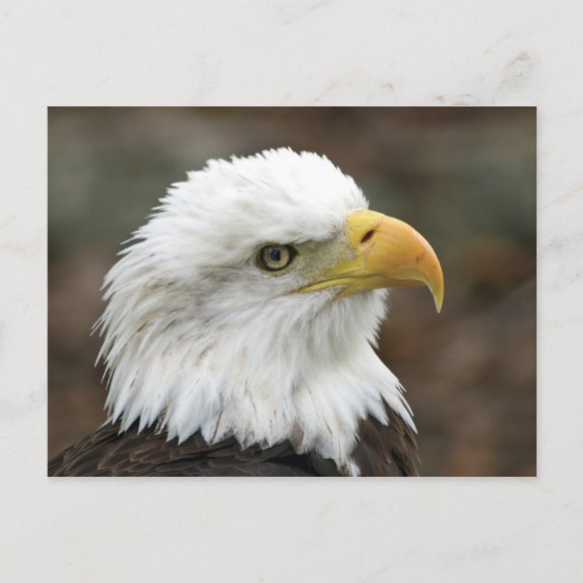 Postal Águila calva americana 2 (Anverso)