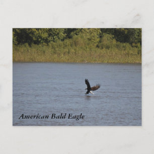Postal Águila calva americana ~ Minnesota