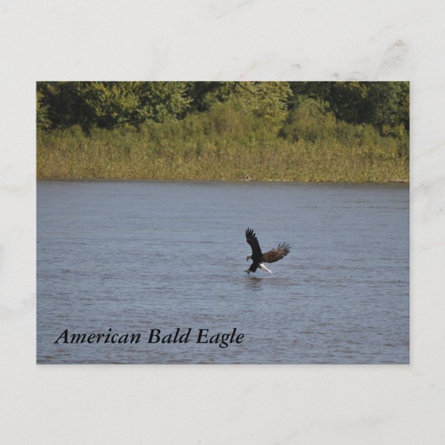 Postal Águila calva americana ~ Minnesota (Anverso)