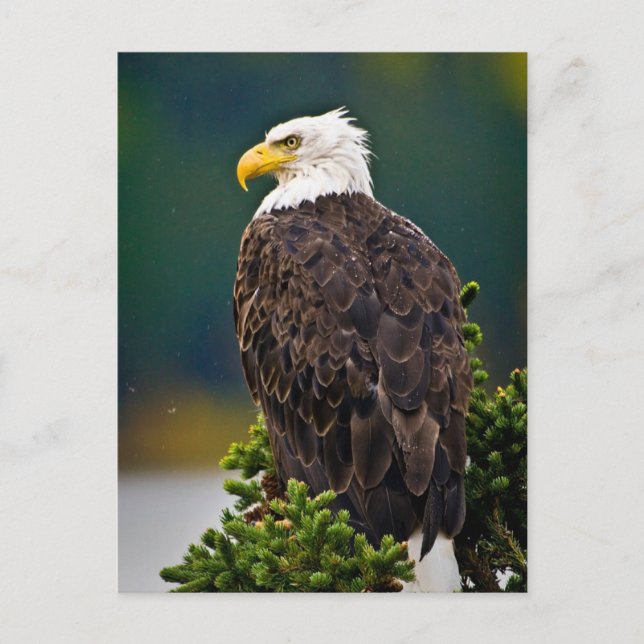 Postal Águila Calva Americana Posada (Anverso)