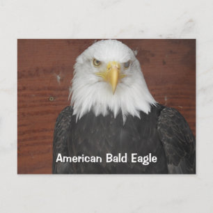 Postal Águila Calva Americana Recuerdo Dubuque Iowa