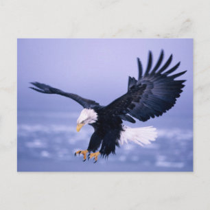 Postal Águila Calva Aterrizando Alas Extendidas en una To