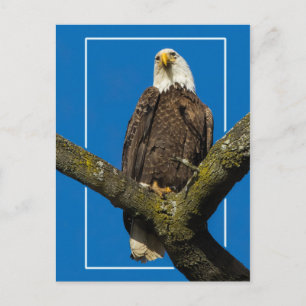 Postal Águila calva con borde