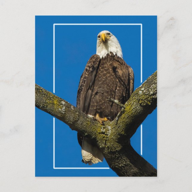 Postal Águila calva con borde (Anverso)