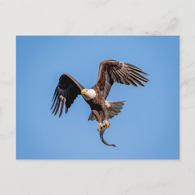Postal Águila calva con pescado (Anverso)