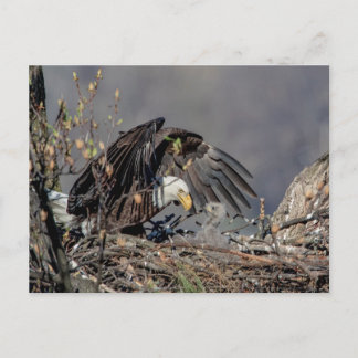 Postal Águila calva con su bebé