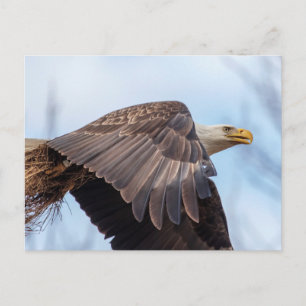 Postal Águila calva con un fajo de heno