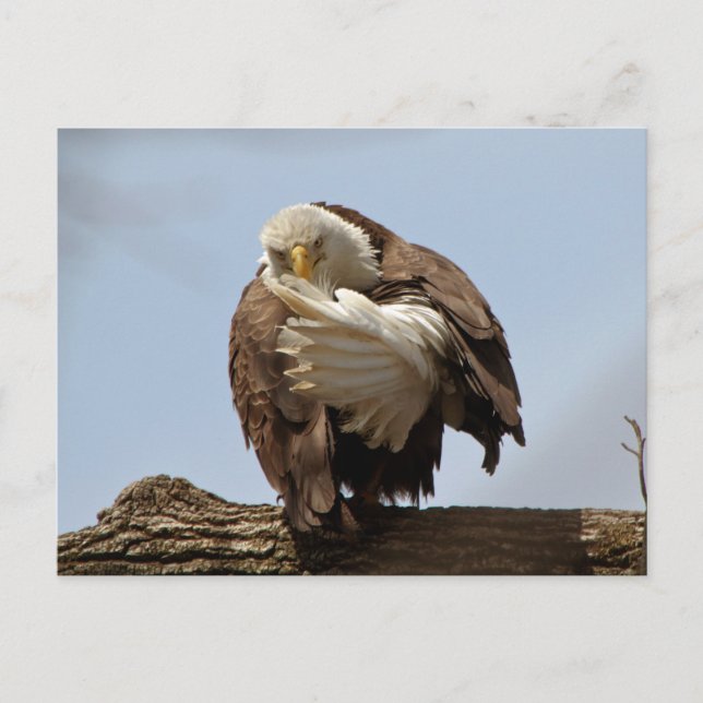 Postal Águila calva (El pájaro que da el pájaro) (Anverso)