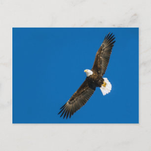 Postal Águila calva en cielo azul transparente
